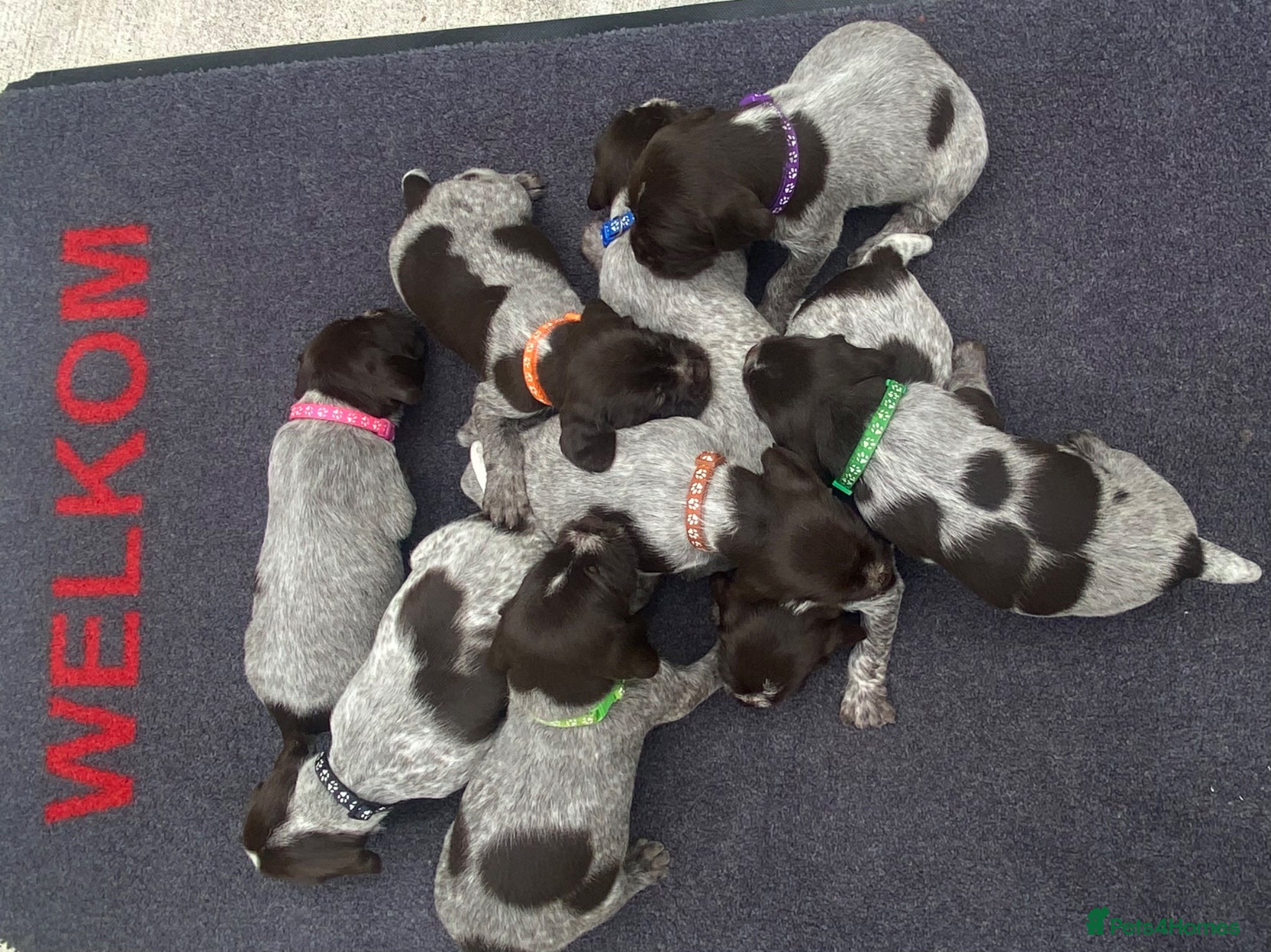 German Wirehaired Pointer dogs KC Registered German Wirehaired Pointer Puppies - Advert 2