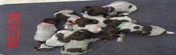 German Wirehaired Pointer dogs for sale: KC Registered German Wirehaired Pointer Puppies - Advert 2