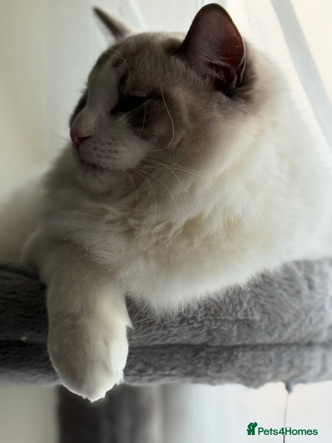 Ragdoll cats for sale: Family pet to a responsible and loving foreverhome - Advert 3