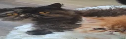 Persian cats for sale: GCCF Registered kittens for sale - Advert 9