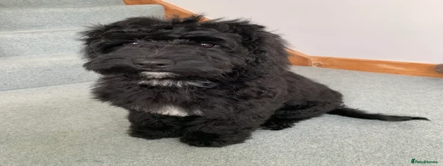 Bella