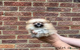 Pomeranian dogs for sale: 🐾Stunning 🐶Extra Small🐻 Teddy Face🔥 - Image 6