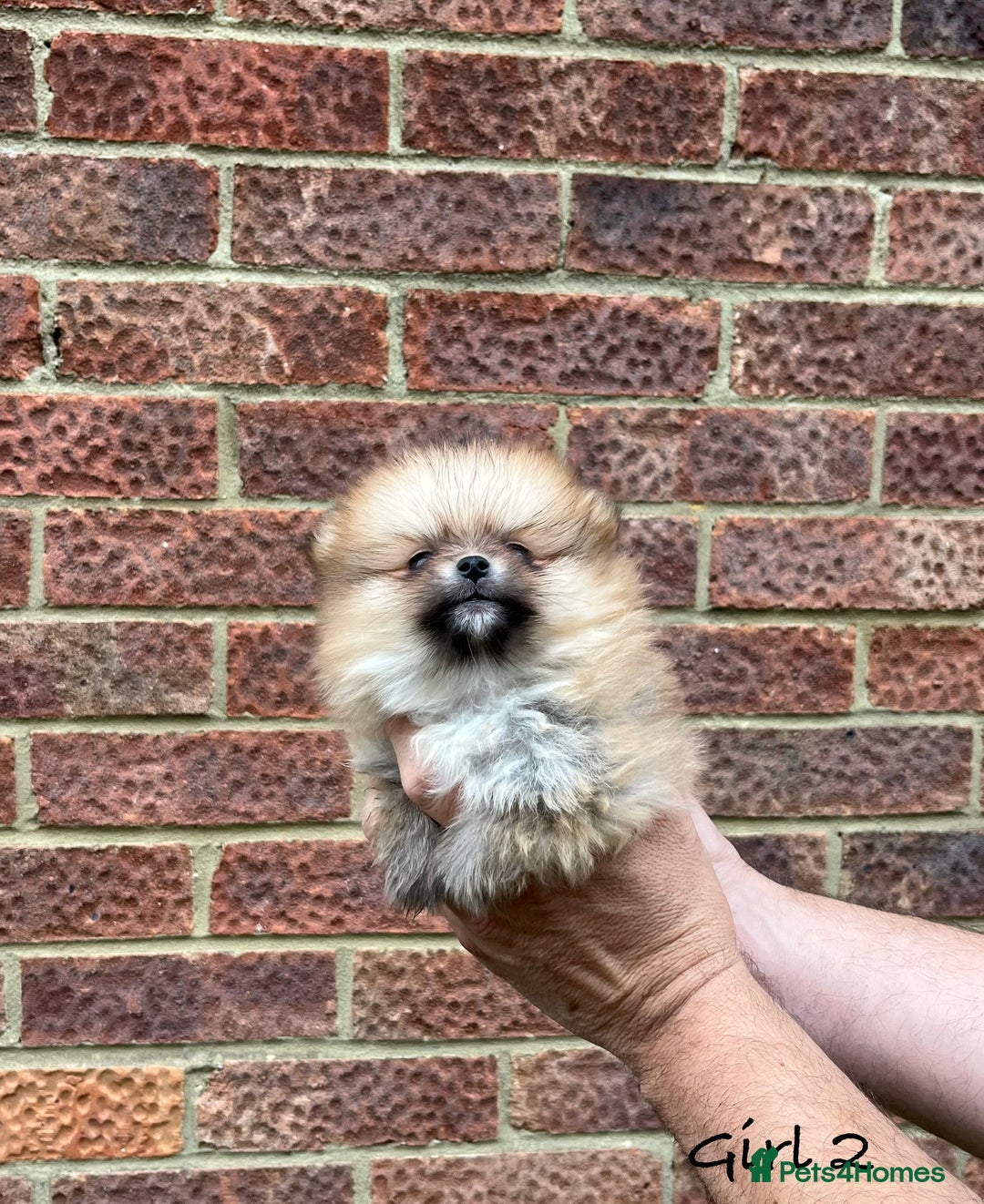 Pomeranian dogs for sale: 🐾Stunning 🐶Extra Small🐻 Teddy Face🔥 - Image 6