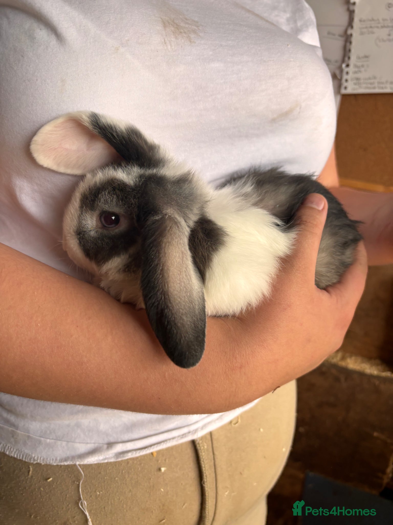 Mini Lop rabbits for sale: 8 beautiful baby’s rabbit  - Advert 30