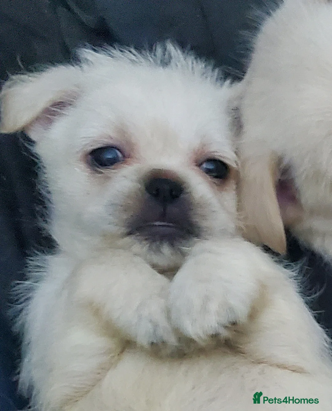 Mixed Breed dogs for sale: Shih tzu cross Pug puppies - Advert 18
