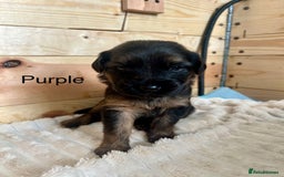 Mixed Breed dogs for sale: Golden Retriever/ German Shepherd puppies  - Image 8