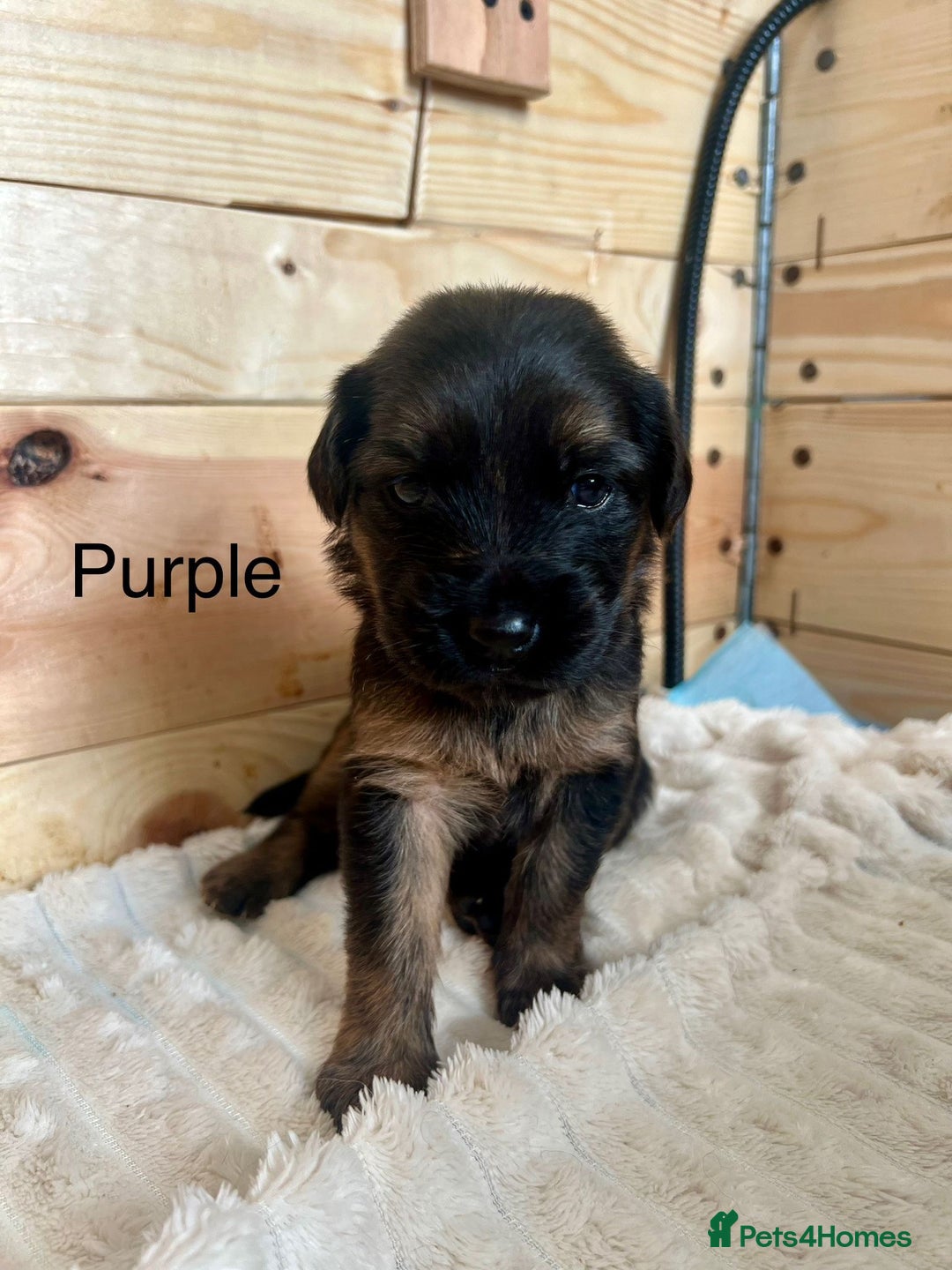 Mixed Breed dogs for sale: Golden Retriever/ German Shepherd puppies  - Image 8