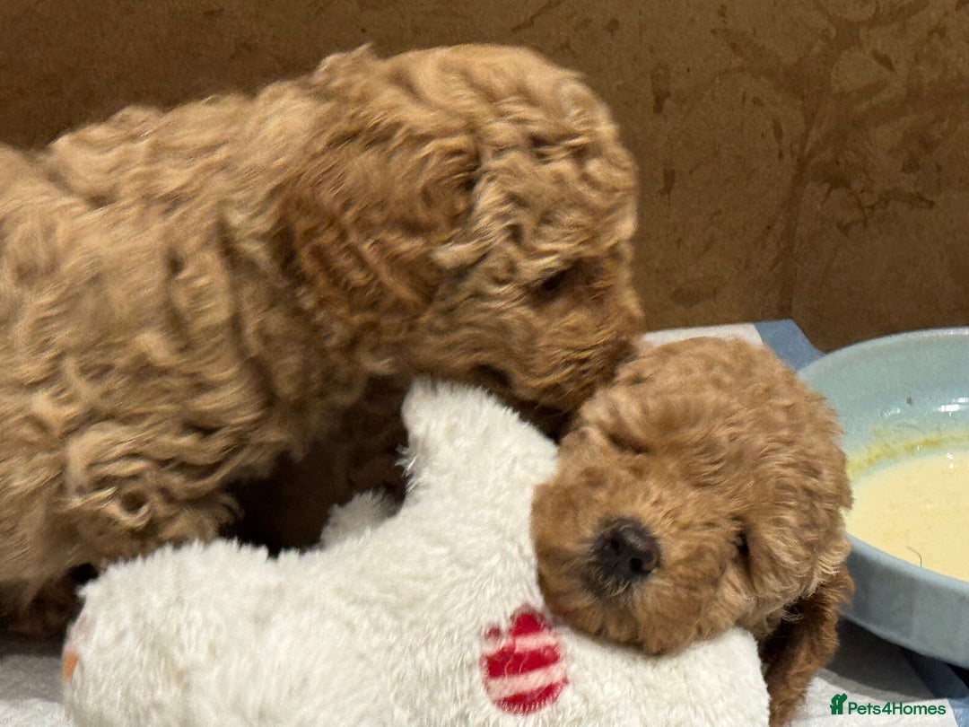 Miniature Poodle dogs for sale: Stunning Miniture Poodles - Image 13