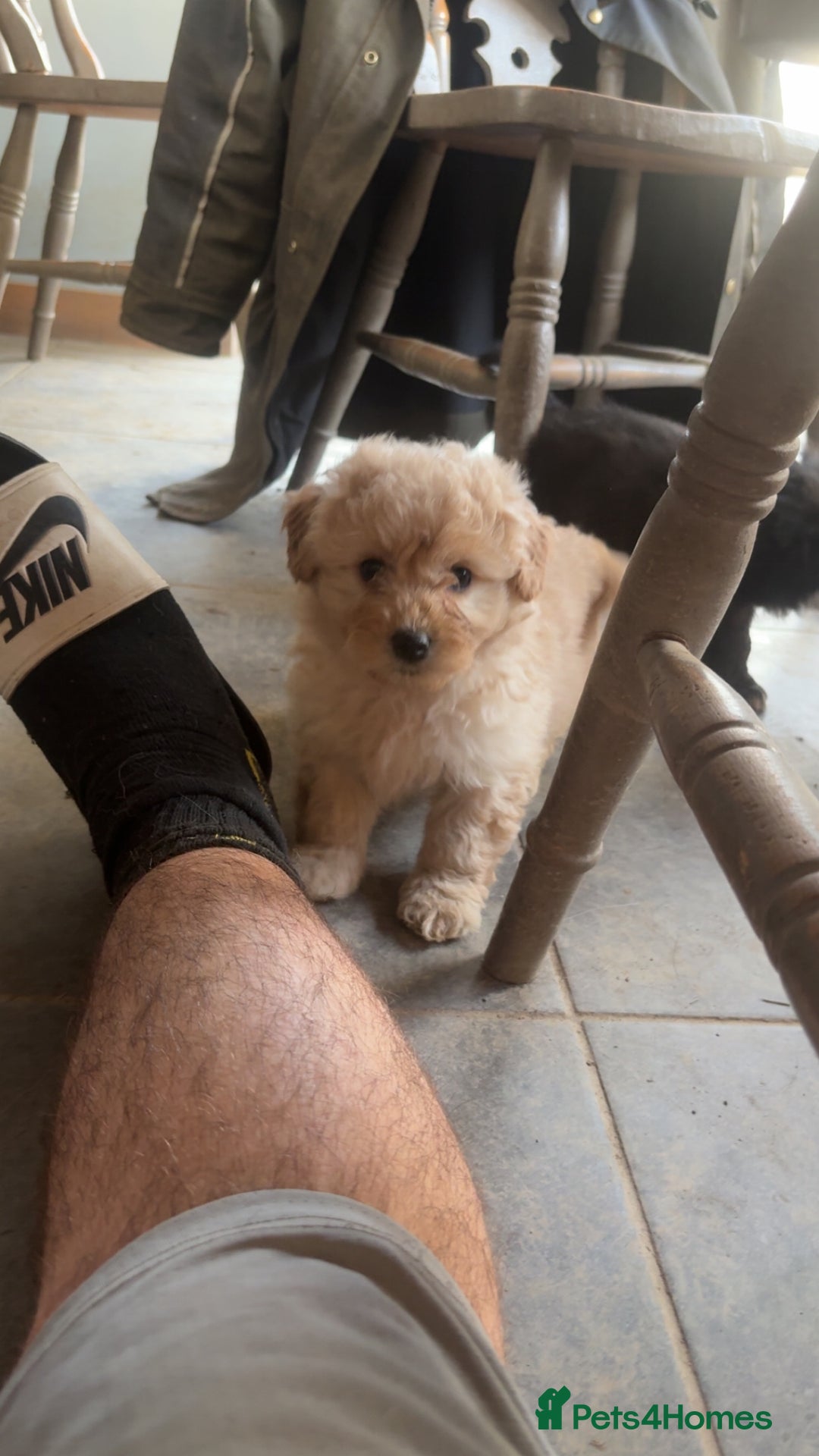 Mixed Breed dogs for sale: cavapoos in need for new home! - Advert 6