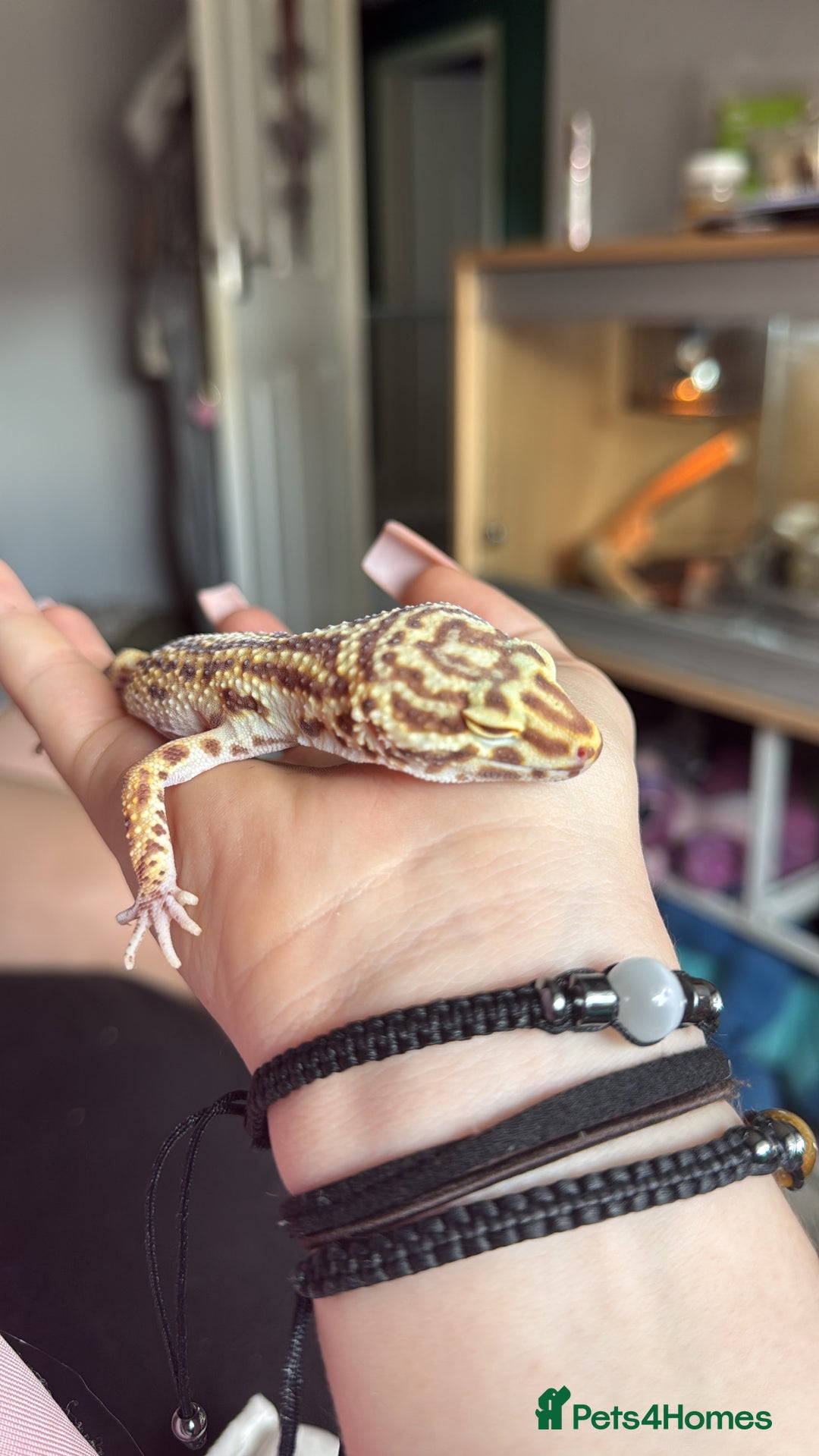Leopard Gecko reptiles for sale: 2 year old female leopard gecko - Advert 1
