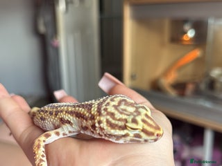 Leopard Gecko reptiles 2 year old female leopard gecko - Advert 3
