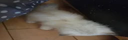 Siberian cats for sale: Pure gorgeous Siberian Kittens  - Advert 19
