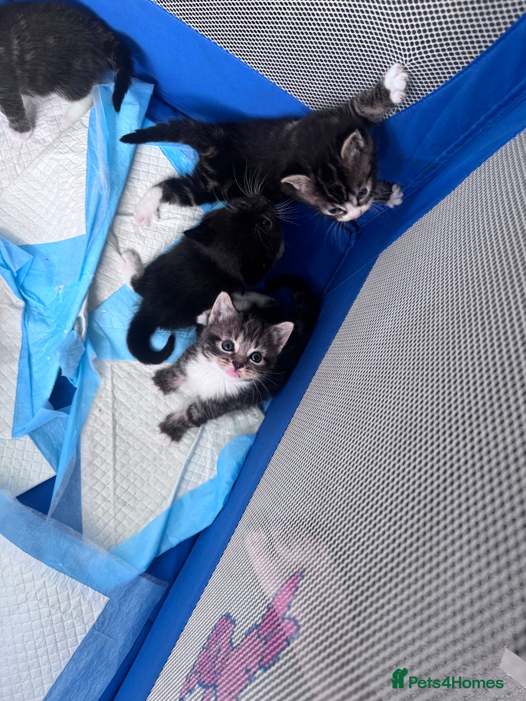 Mixed Breed cats for sale: Male and Female Kittens - Advert 2