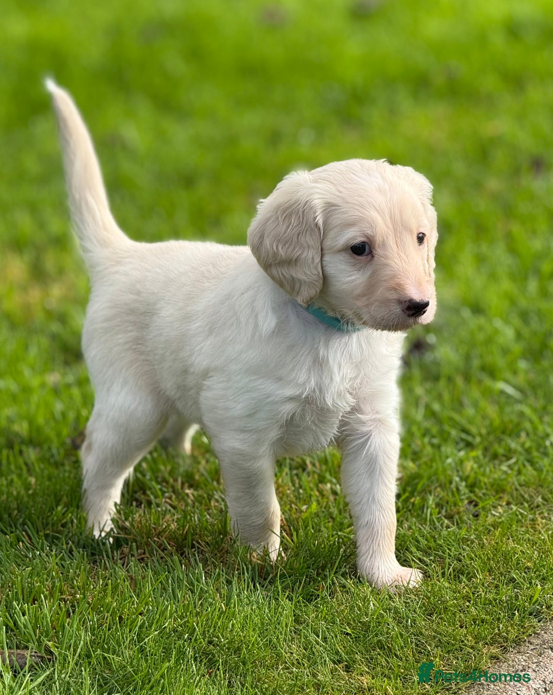 Mixed Breed dogs for sale: 🐾F3 Irish X Australian Labradoodle Puppies  - Advert 23