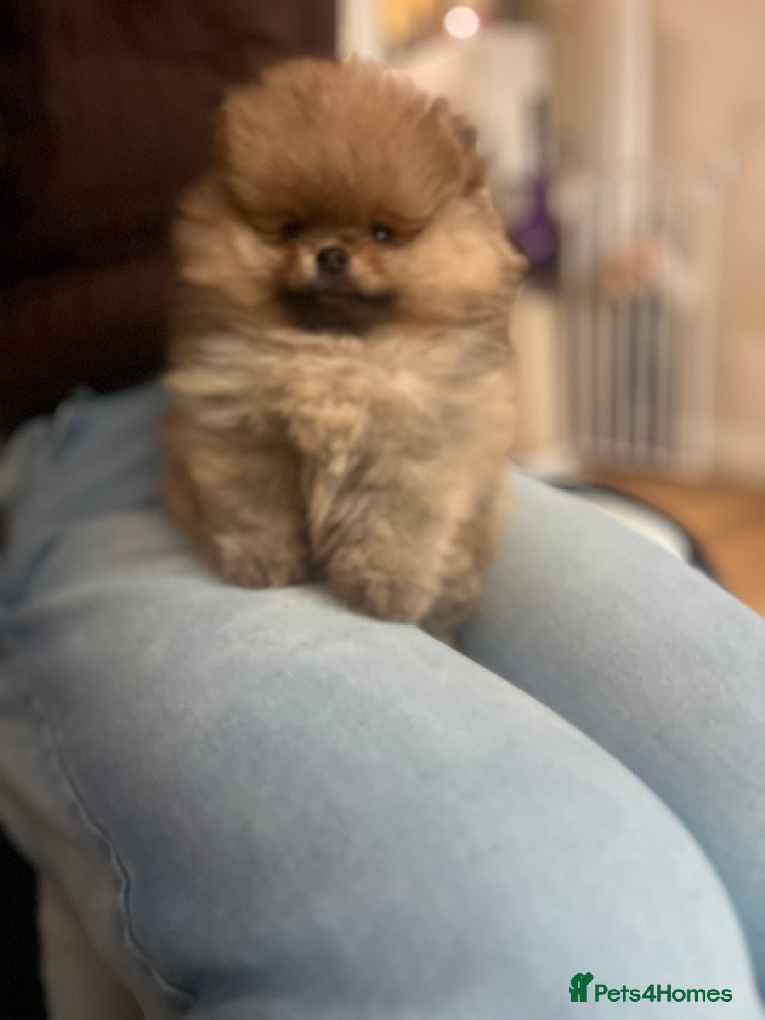 Pomeranian dogs for sale: Pomeranian 2 boy and 1 girl for sale KC reg - Image 6