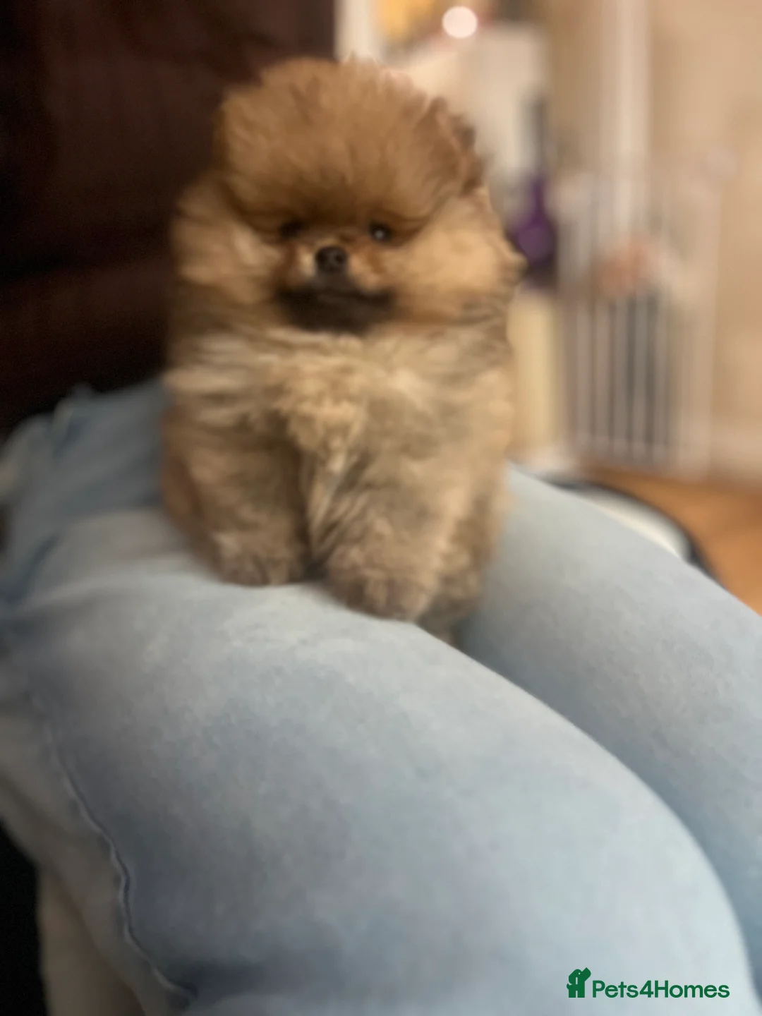 Pomeranian dogs for sale: Russian bloodline pomeranian Kc registered  - Advert 5