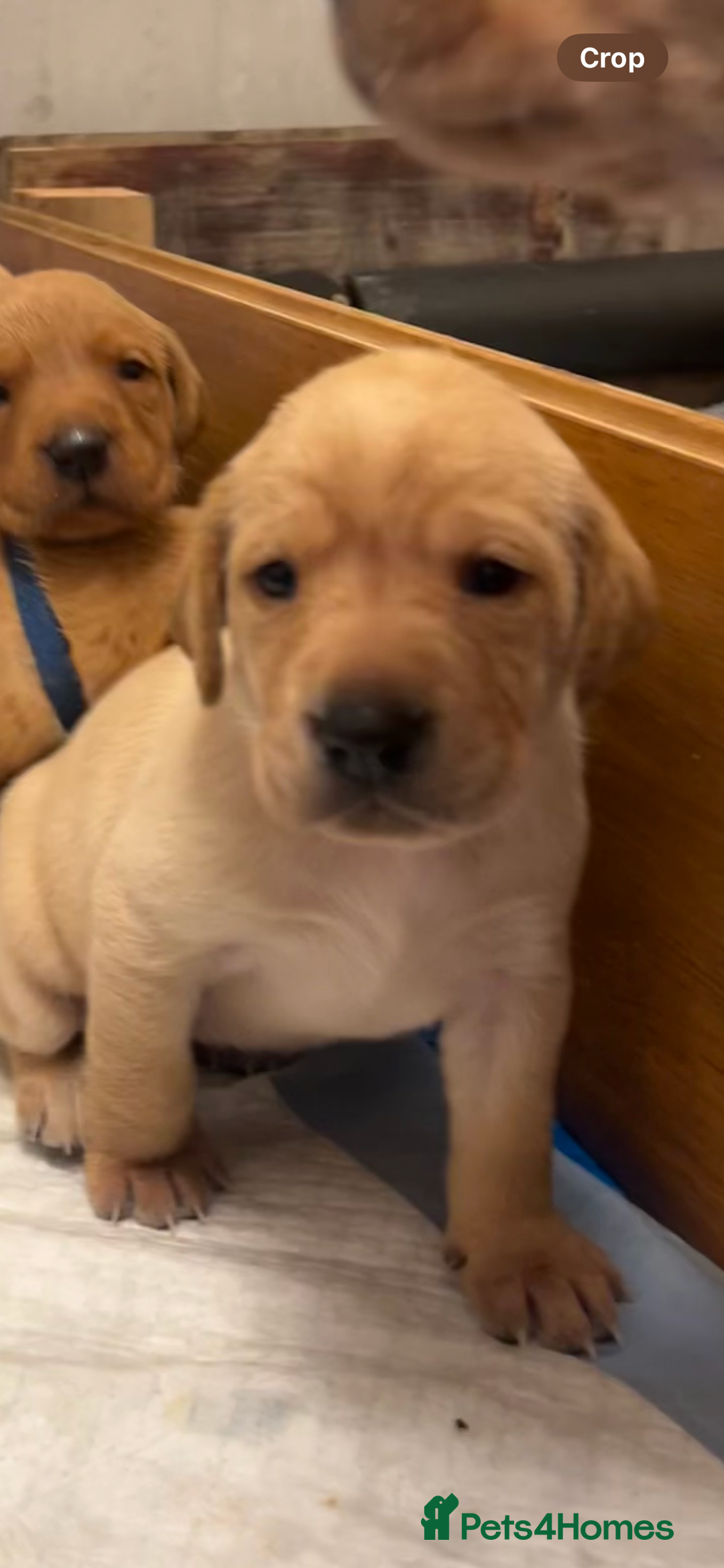 Labrador Retriever dogs for sale: KC Registered Fox Red and Yellow Labrador Puppies  - Advert 16