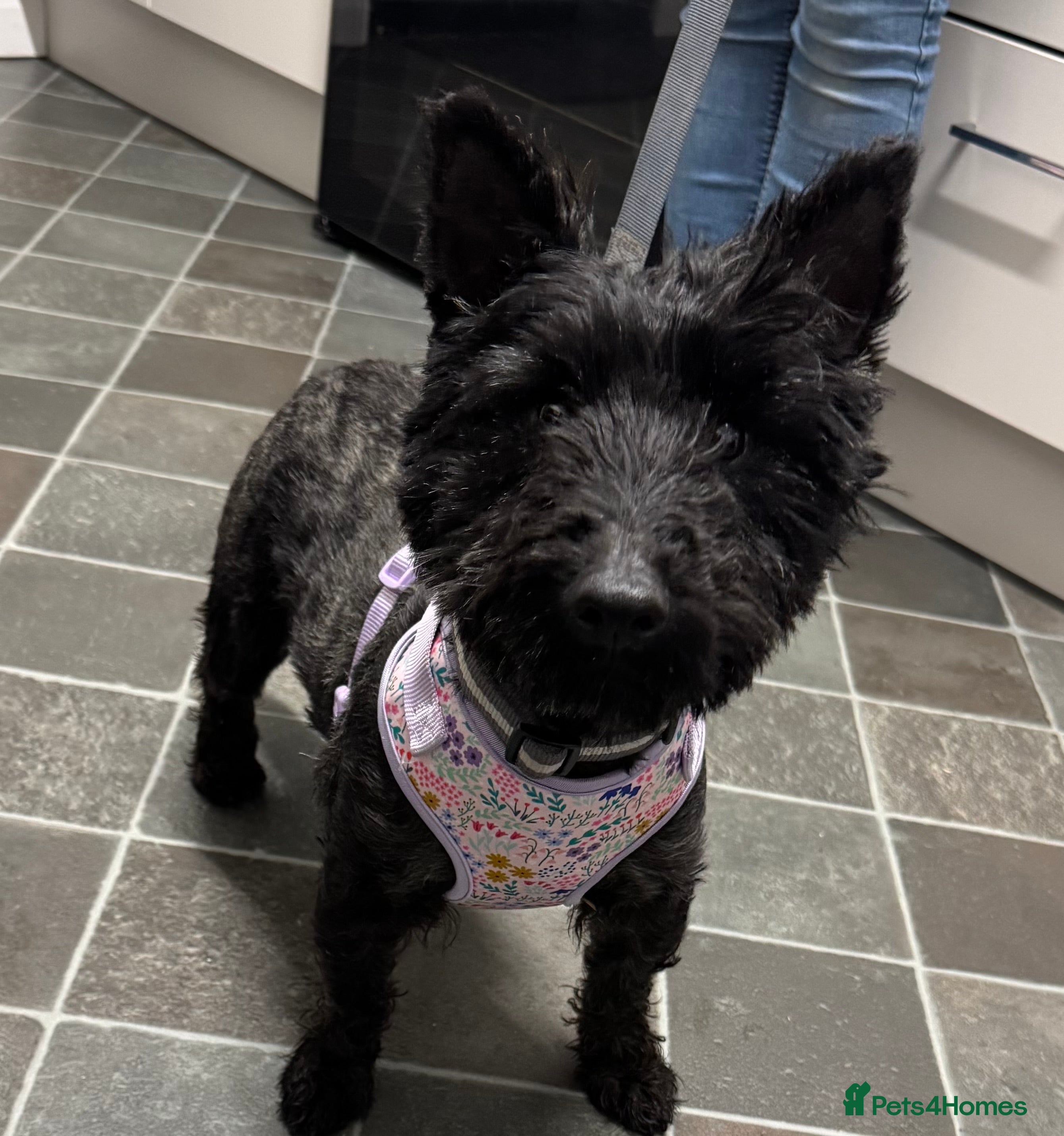 Scottish Terrier dogs Scottish Terri kc registered bitch - Advert 14