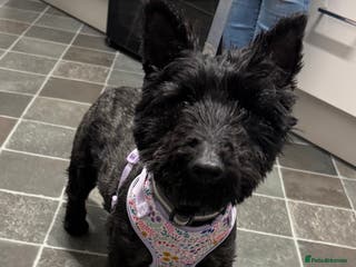 Scottish Terrier dogs Scottish Terri kc registered bitch - Advert 5