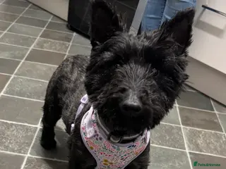 Scottish Terrier dogs Scottish Terri kc registered bitch - Advert 4