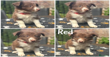Border Collie dogs - Advert 1