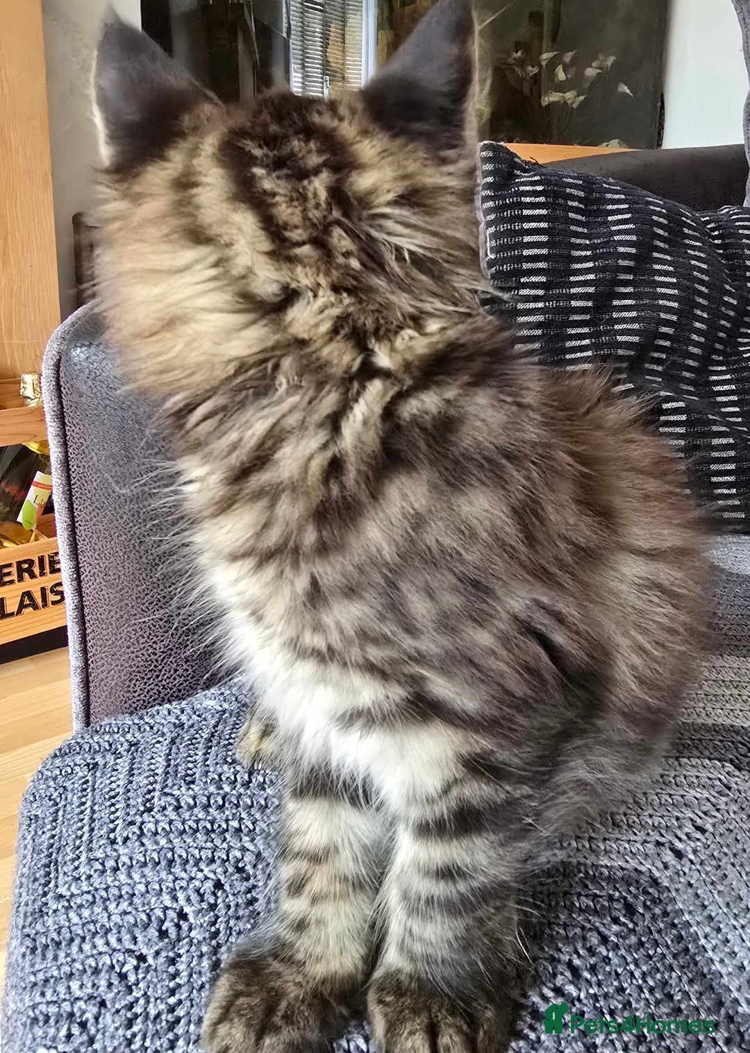 Maine Coon cats for sale: Maine coon kittens  - Image 12