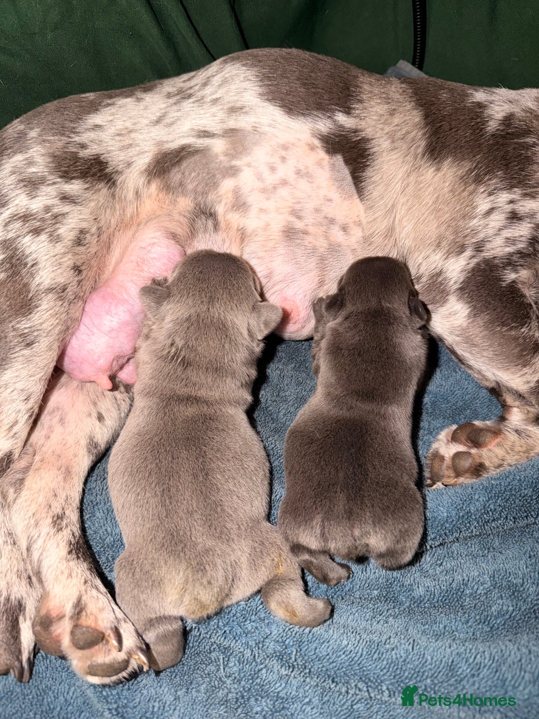 French Bulldog dogs for sale: Dwkc registered french bull dog puppies - Advert 3