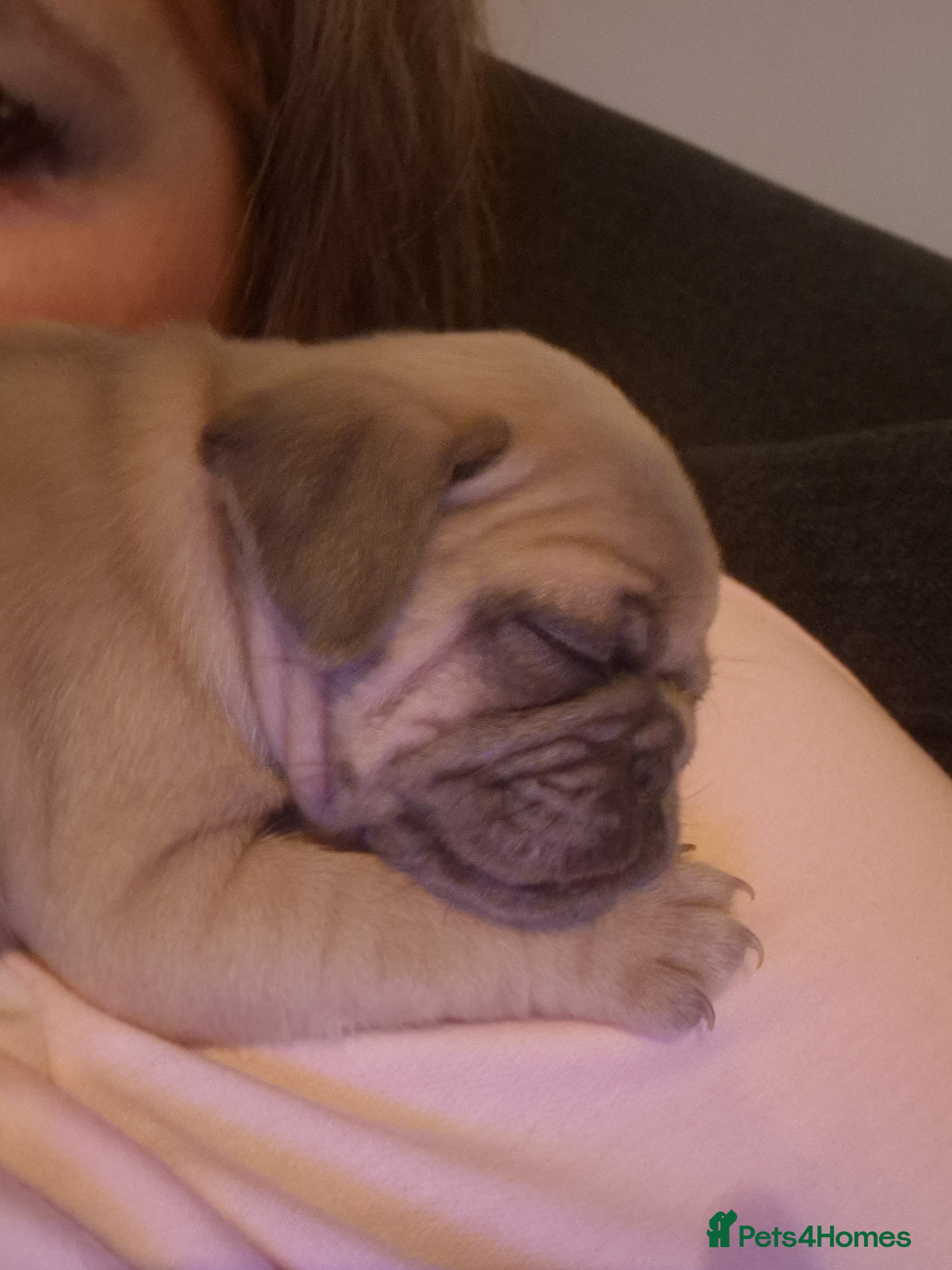 Pug dogs Lilac Fawn Male Pug puppy - Advert 16