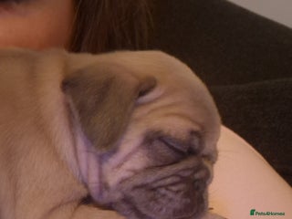 Pug dogs Lilac Fawn Male Pug puppy - Advert 6