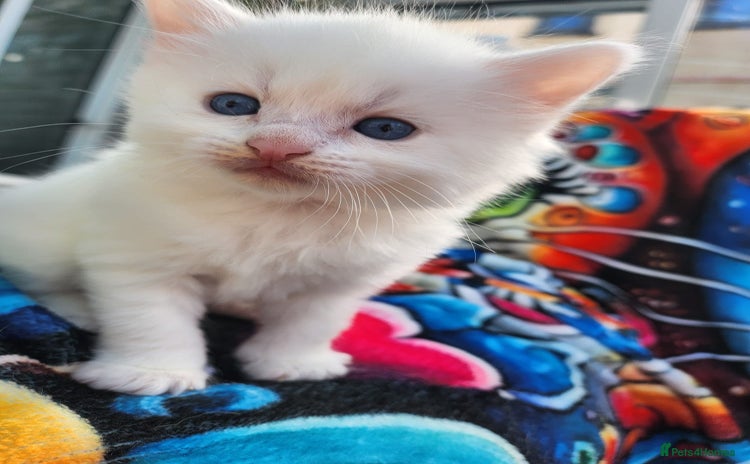 Mixed Breed cats - Advert 1