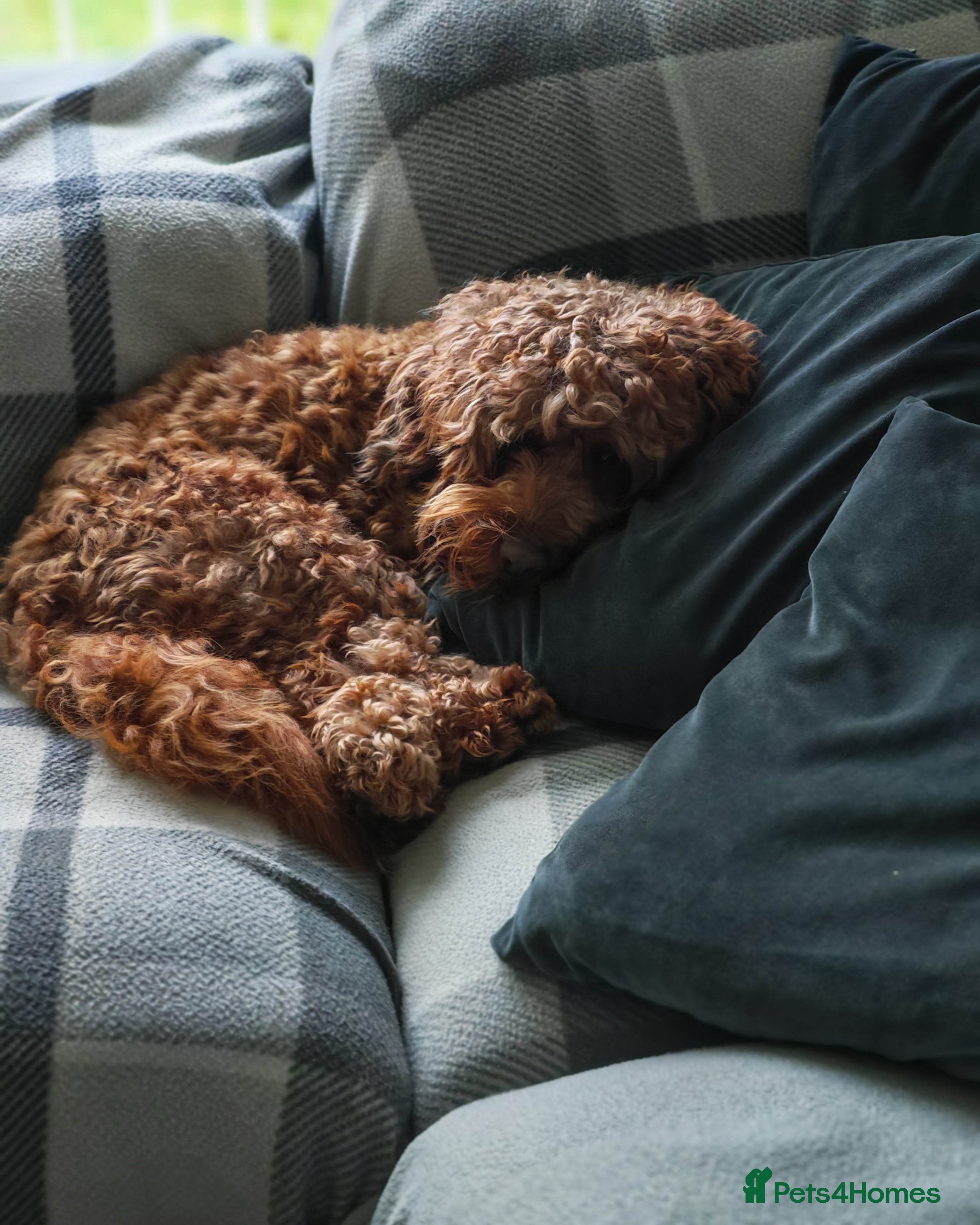 Cockapoo dogs Looking for female  - Advert 1