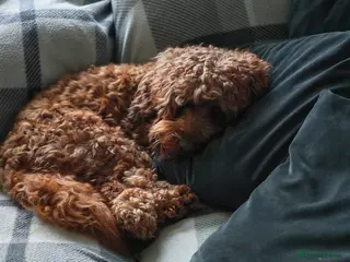 Cockapoo dogs Looking for female - Advert 1