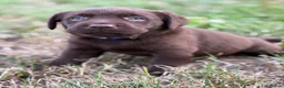 Labrador Retriever dogs for sale: Waiting list Chocolate Labradors - Advert 6