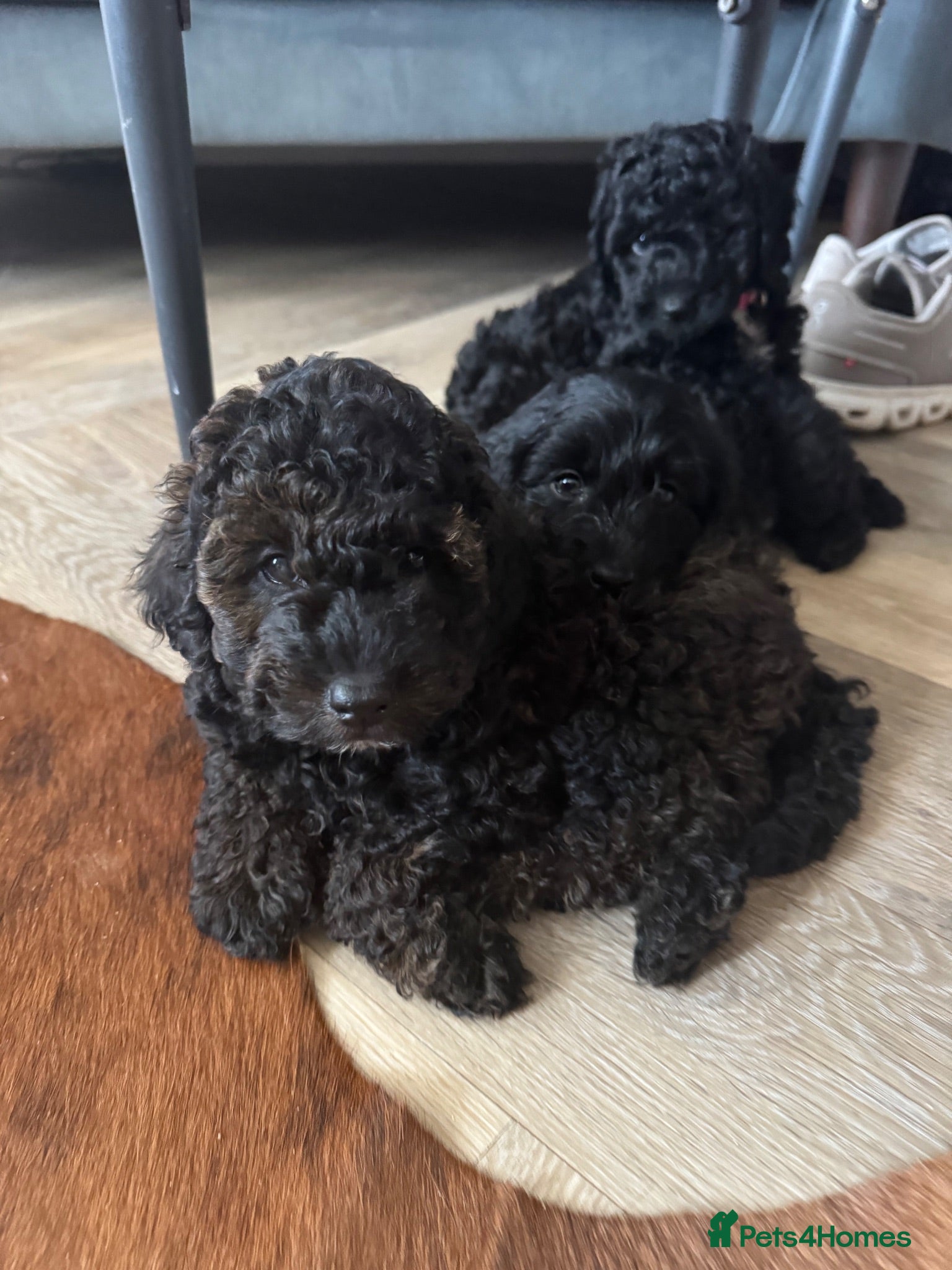 Cockapoo dogs F1b Cockapoo puppies  - Advert 8