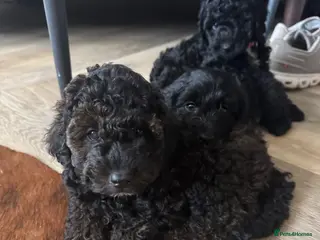 Cockapoo dogs F1b Cockapoo puppies - Advert 3