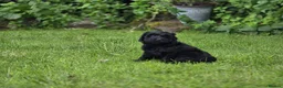 Cockapoo dogs for sale: Cockapoo Pups - Fully Health Tested and vaccinated in Wigton - Advert 13
