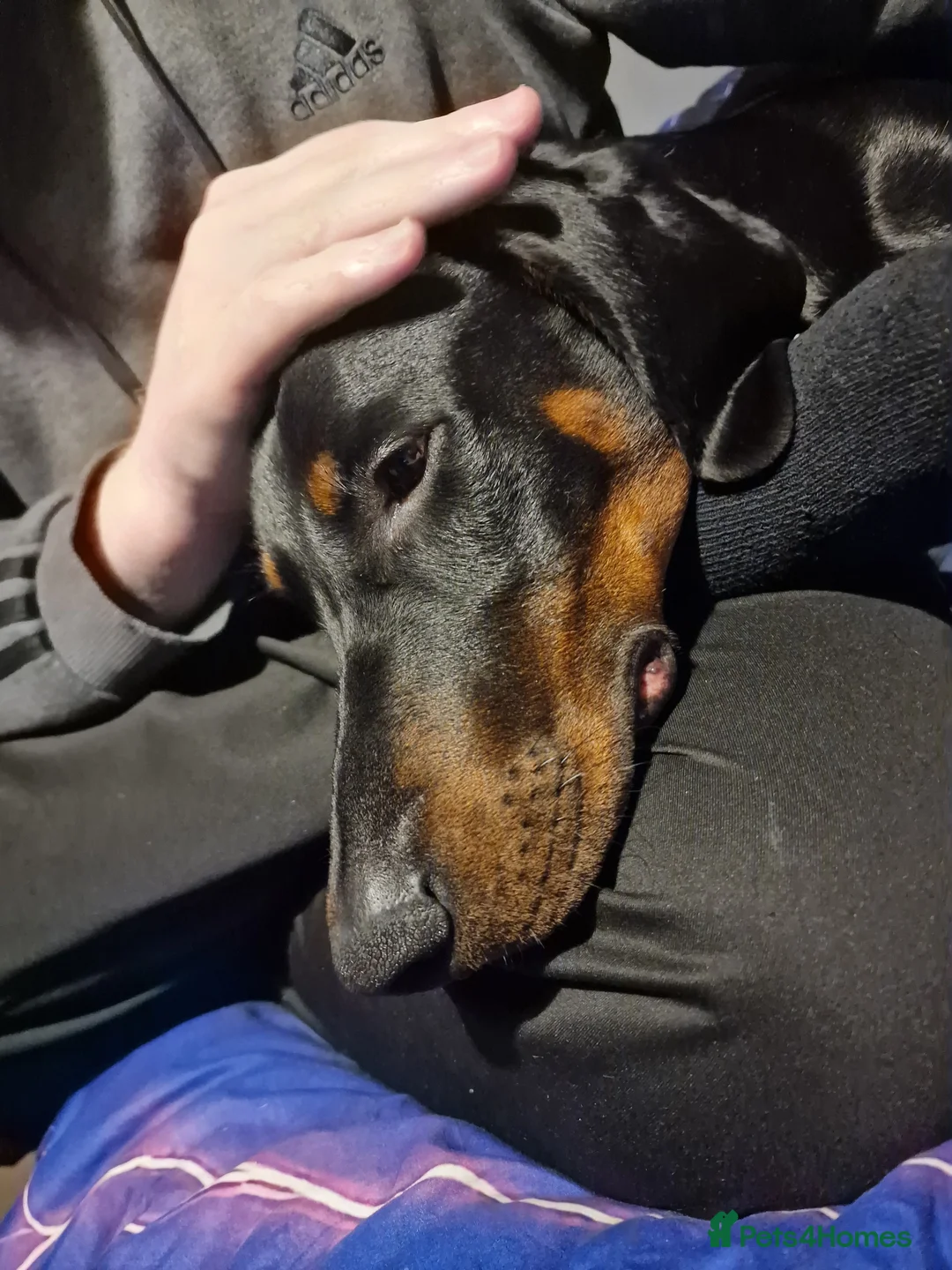 Dobermann dogs for sale: Dobermann pup - Advert 7