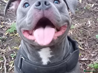 Staffordshire Bull Terrier dogs 🔥Pure love staffy male for breeding - Advert 1