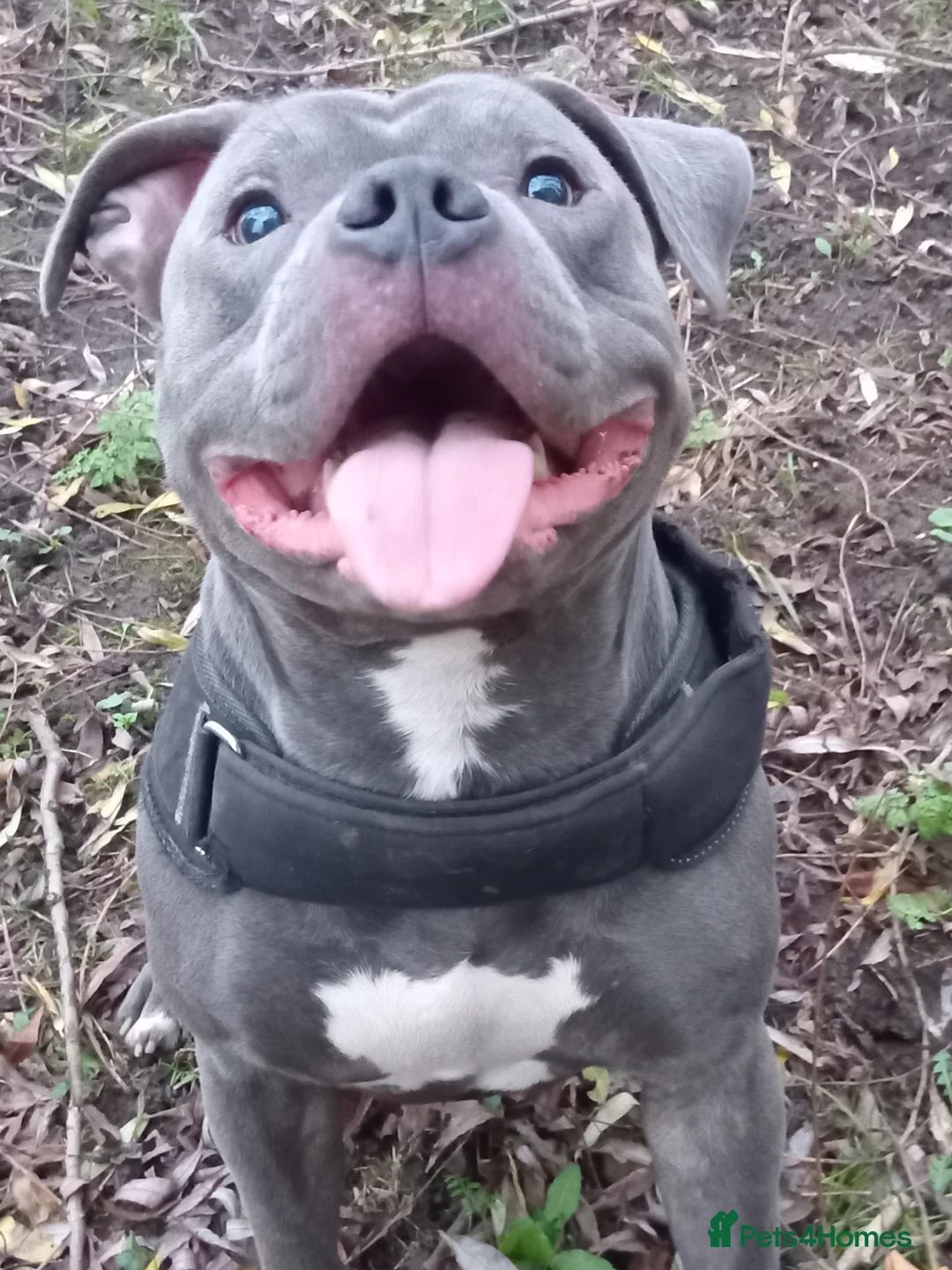 Staffordshire Bull Terrier dogs for stud: 🔥Pure love staffy male for breeding  - Advert 1