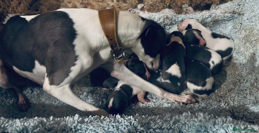 Whippet dogs for sale: 🐾 Exceptional small sized KC Reg Whippet Pups🐾 - Advert 5