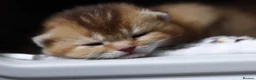 British Shorthair cats for sale: Beautiful TICA Kittens -Exceptional Pedigree Lines - Advert 32
