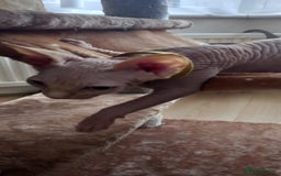 Sphynx cats for sale: 5 Adorable Sphynx Kittens for sale! - Image 26