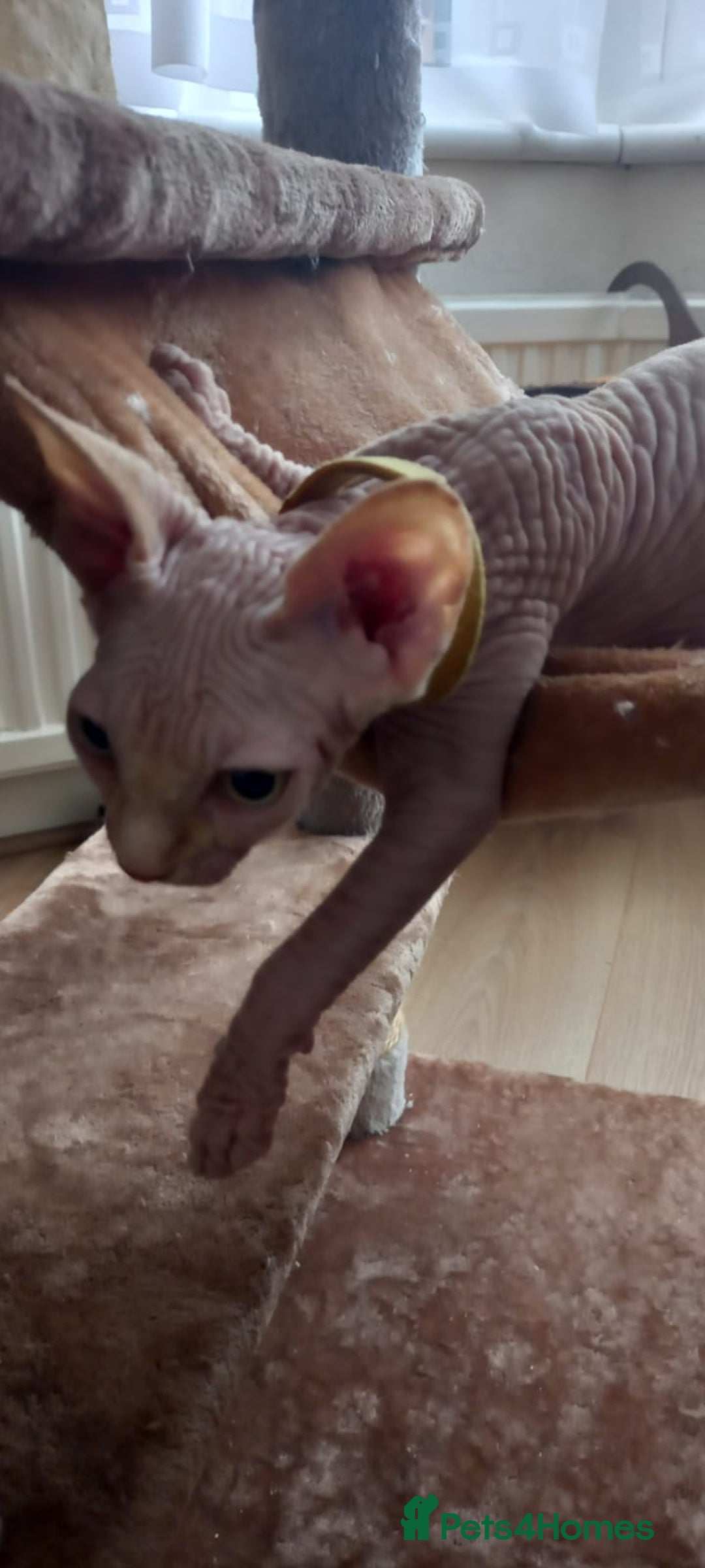 Sphynx cats for sale: 5 Adorable Sphynx Kittens for sale! - Image 26