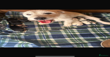 Jackapoo dogs - Advert 6