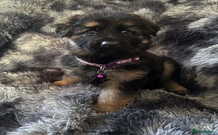 German Shepherd dogs German shepherd puppies - Advert 2