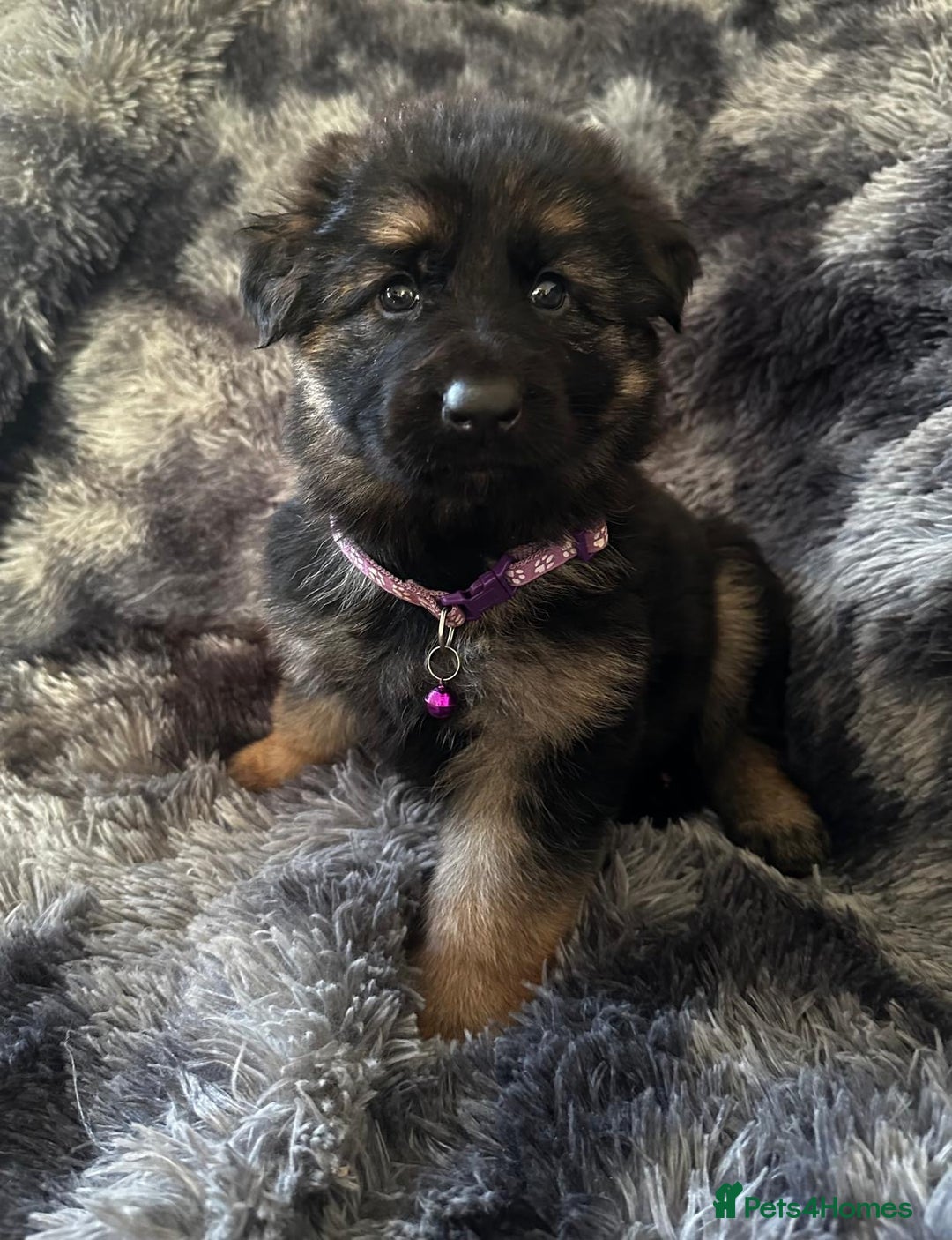German Shepherd dogs for sale: READY TO LEAVE German shepherd puppies - Advert 1