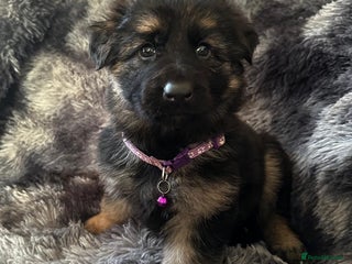 German Shepherd dogs German shepherd puppies - Advert 2