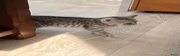 British Shorthair cats for sale: British Shorthair Classic Silver Tabby/Spotted - Advert 2