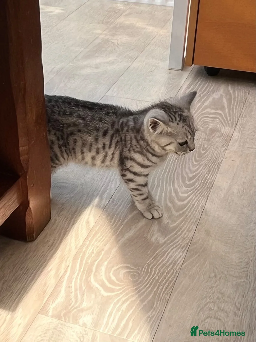 British Shorthair cats for sale: British Shorthair Classic Silver Tabby/Spotted - Advert 2