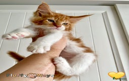 Maine Coon cats for sale: 🐾🦁 *TICA REG* GINGER MAINE COON KITTENS🦁🐾 - Image 8
